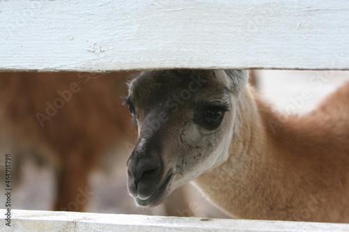 portrait of llama
