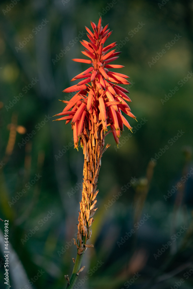 red and orange flower red and orange flower