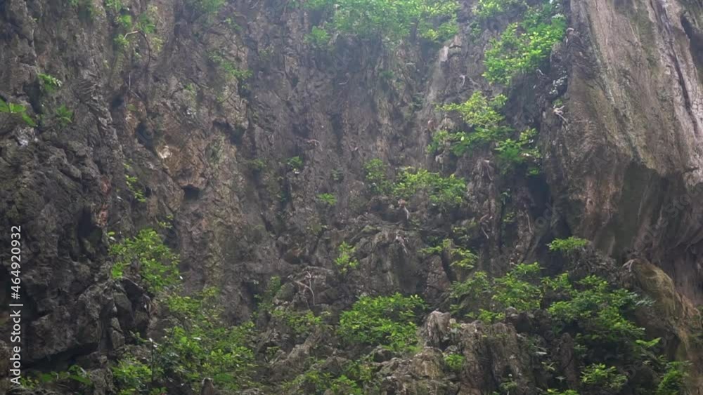 a flock of monkeys jumps on rocks and trees 3 a flock of monkeys jumps on rocks and trees 3