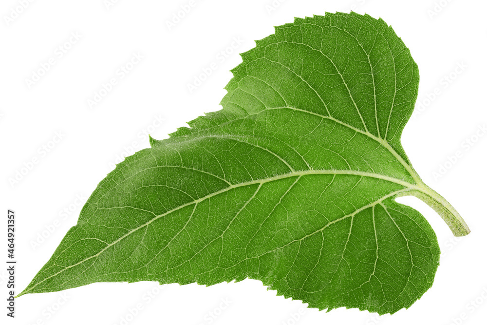 Sunflower leaf, isolated on white background, full depth of field, clipping path Sunflower leaf, isolated on white background, full depth of field, clipping path