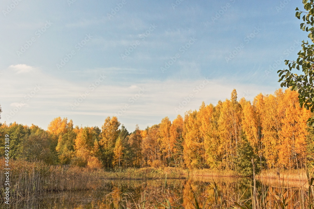 October in Moscow oblast, Russia. Yellow trees. Water. Sedges. Sunny day (HDR)