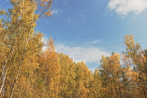 Bright sunny day in October. Forest. Birch trees. Blue sky (HDR)