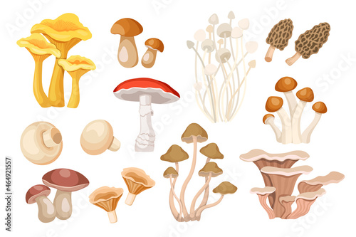 Set of Cartoon Mushrooms Chanterelles, Boletus and Orange Cap Boletus, Morel, Enoki, Fly Agariс or Amanita, Champignons