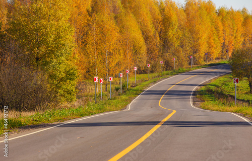 autumn landscape with yellow birches and an asphalt highway with a solid strip in the middle