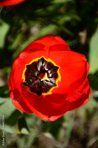 Close-up de flor de Tulipán rojo © Adriana