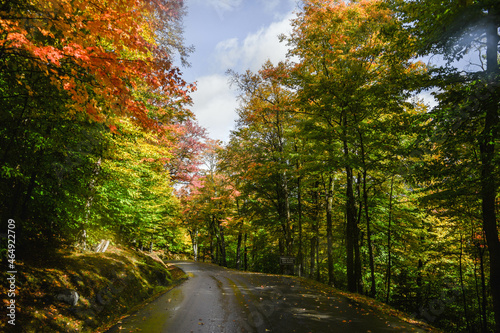 autumn in the forest