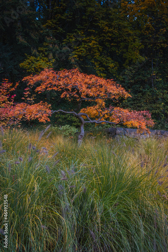 Red-leafed bonsai tree in japanes garden on a autum landscape background. photo