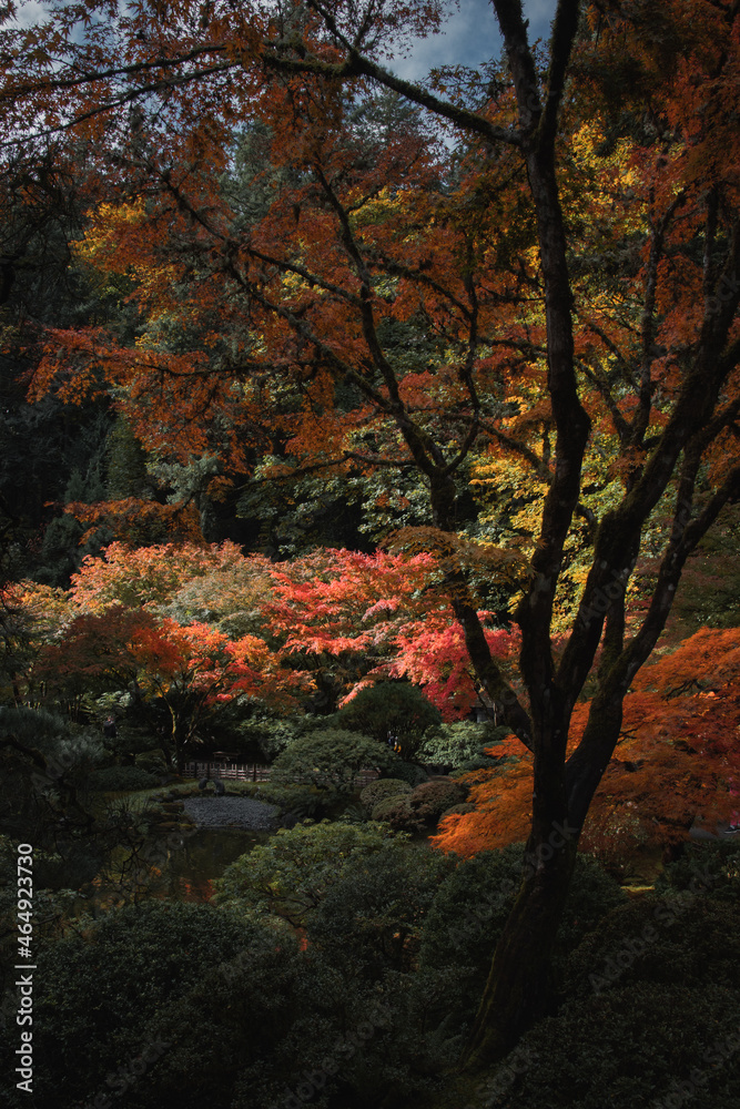 Tree with red leaves in a Japanese garden on the background of autumn landscape. Rest, zen, meditation, harmony