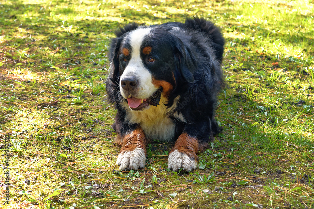 Bernese Mountain dog lying on the grass on a sunny day Bernese Mountain dog lying on the grass on a sunny day
