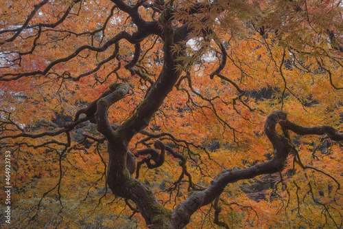 The Crown of the Old Tree in Autumn with Vivid Colors in Portland Garden