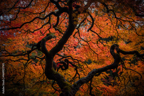 The Crown of the Old Tree in Autumn with Vivid Colors in Portland Garden