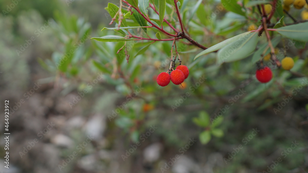 Fruto del Madroño, arbutus unedo o árbol del madroño silvestre de la montaña mediterránea.