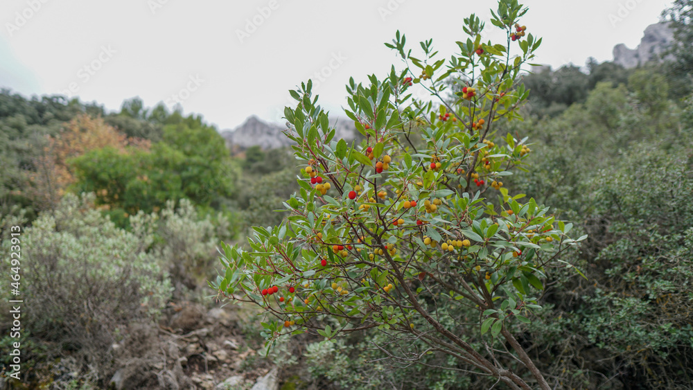 Fruto del Madroño, arbutus unedo o árbol del madroño silvestre de la ...
