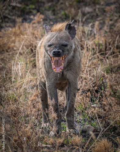 Hyena in the Serengeti National Park Tanzania 