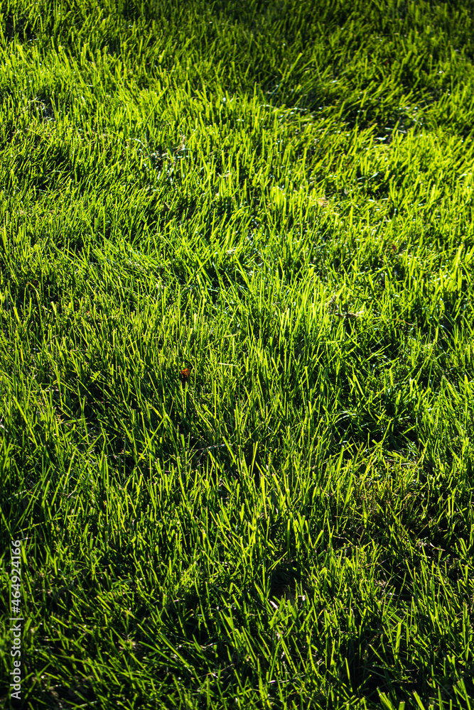 looking at green grass with golden sunlight. looking at green grass with golden sunlight.