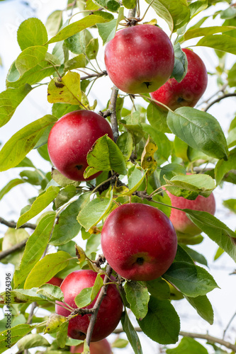 Red apples on a branch close up, gardening concept