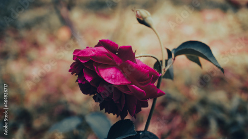 photo of artistic red rose in the garden