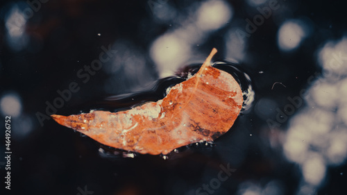 photo of leaf on the water
