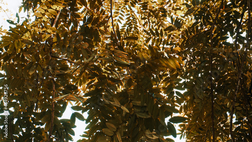 photo of artistic gold leaves in the forest