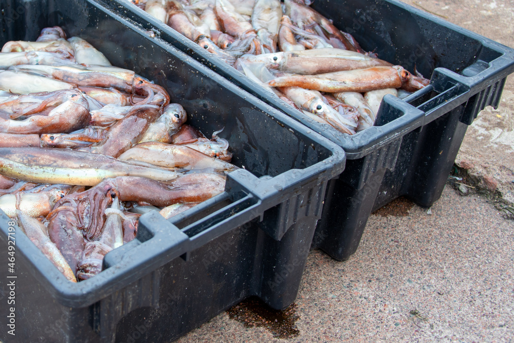 A large fish box filled with soft bodied mollusks, squid, or cuttlefish from the cold ocean. The harvest of the fresh raw fish is for calamari at restaurants and bait for other large seafood fish. 