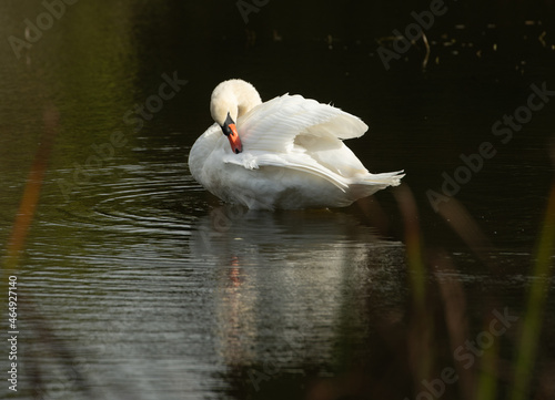 one white swan cleaning its white feathers in water of small lake river or pond reflection of white feathers of swan in water natural beautiful clean and romantic setting horizontal format empty space photo