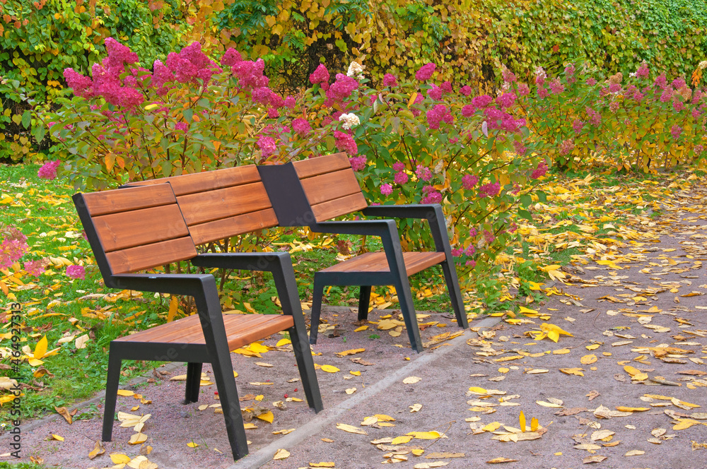 Bench in an autumn park close-up against a background of pink hydrangea flowers and autumn leaves of wild grapes