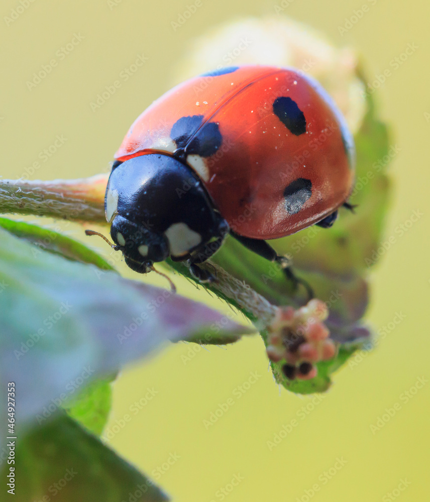 Fototapeta premium ladybug on an autumn leaf head down macro