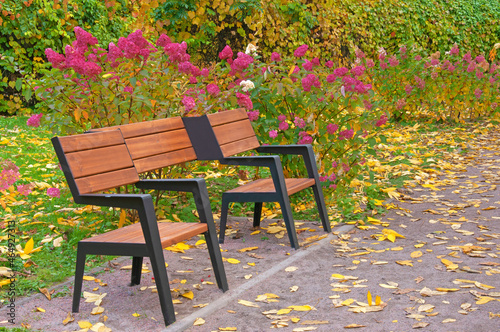 Bench in an autumn park close-up against a background of pink hydrangea flowers and autumn leaves of wild grapes