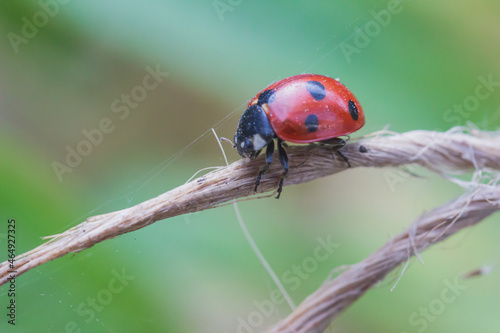 common ladybug on an old twisted thread side view