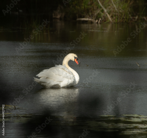 one isolated white swan in small pond cleaning itself fluffing its white feathers with orange beak wild swan or large white bird in calm waters reflection in water in daytime romantic scene horizontal