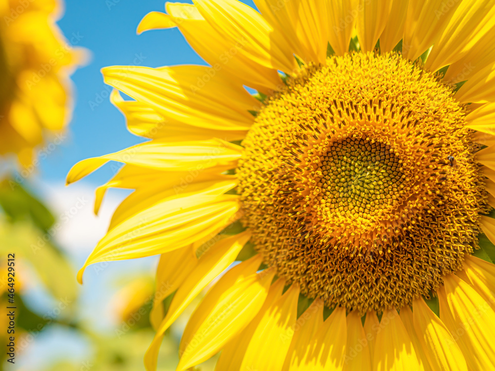 beautiful yellow sunflowers blooming on the farmland beautiful yellow sunflowers blooming on the farmland