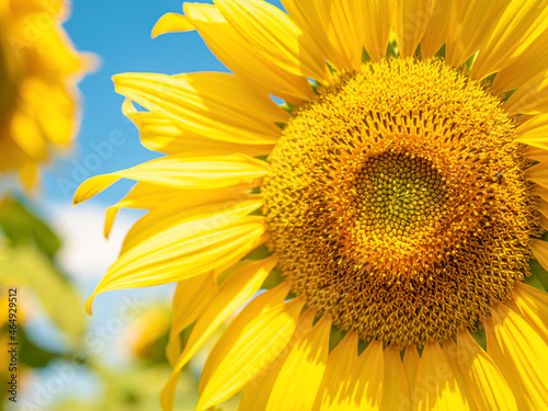 beautiful yellow sunflowers blooming on the farmland