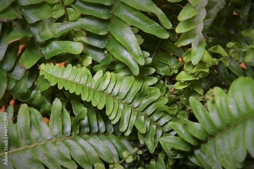 Close up of Nephrolepis exaltata houseplant, commonly known as a Boston fern. The image shows detail of the fern leaves or fronds, which are green. photo