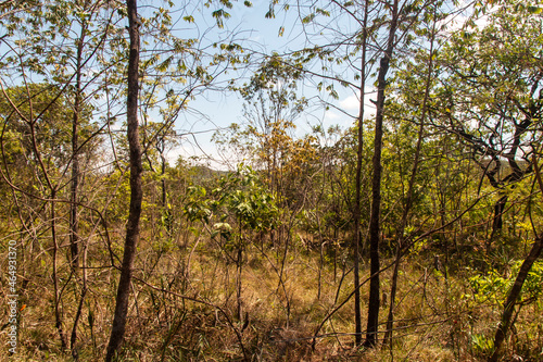 Caminho para as cachoeiras da Chapada dos veadeiros