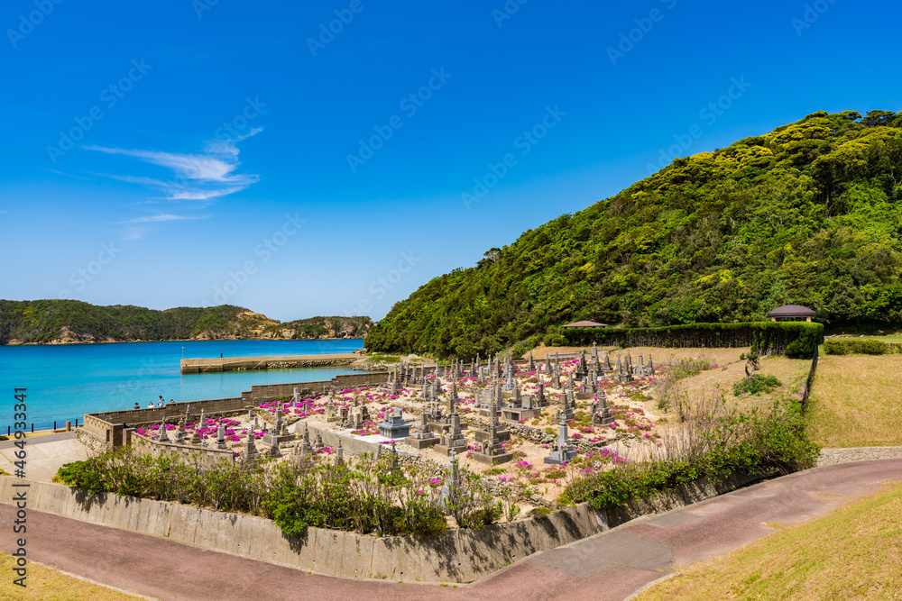Fototapeta premium 頭ヶ島キリシタン墓地 マツバギク