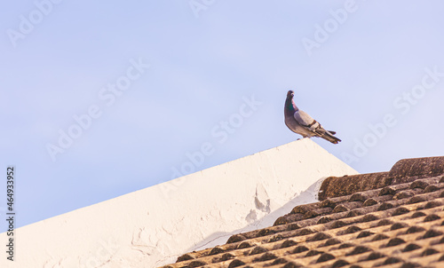 Um pombo sozinho no alto de um telhado de uma casa com céu azul. Pombo com o corpo na co predominante cinza. Pássaro, ave, telha, parado. photo