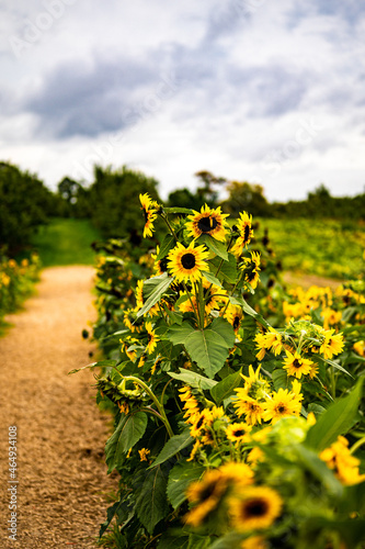 Path running through field of sunflowers