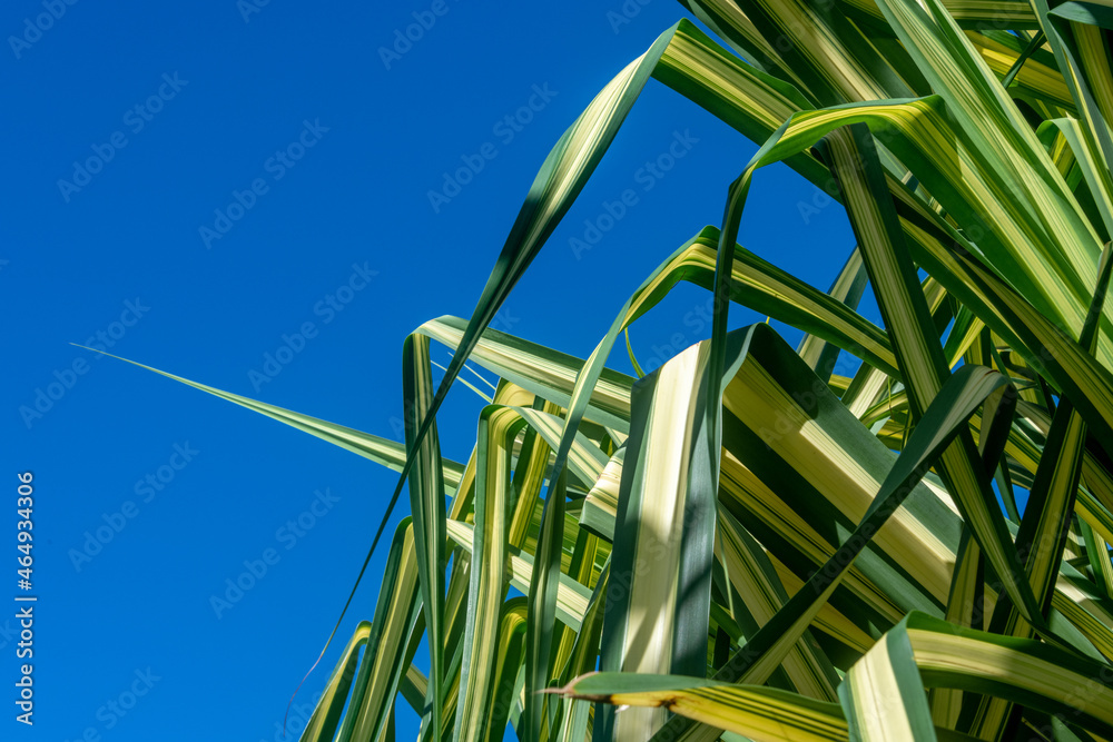 Green and yellow leaves of a corn plant in a garden in Thailand