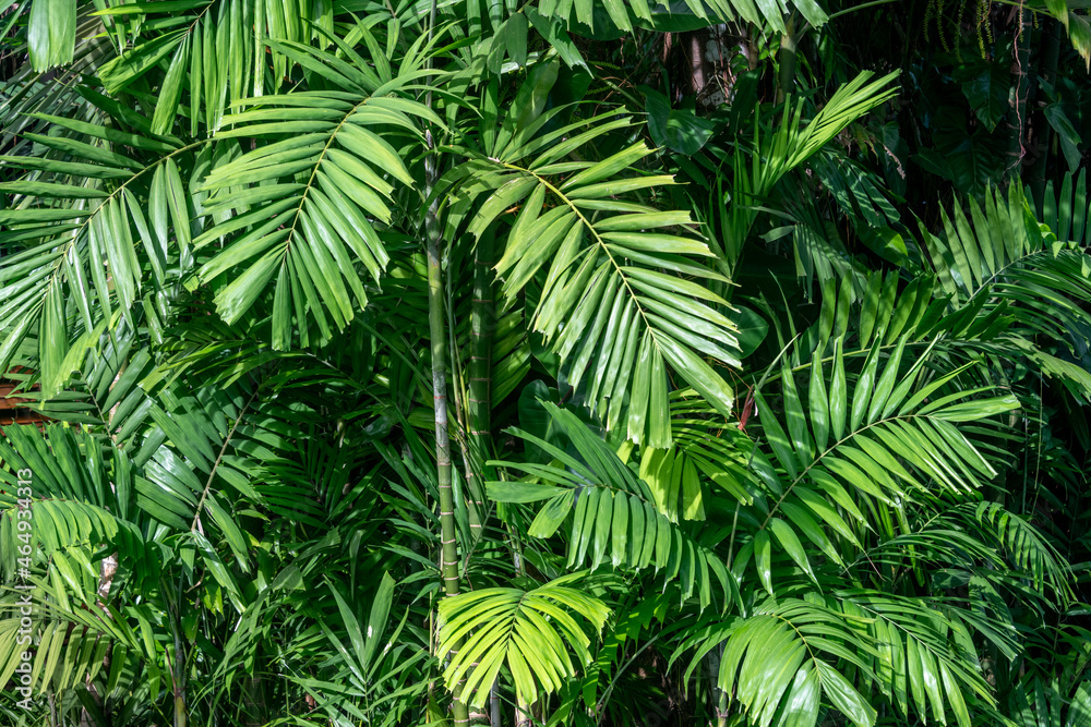 Fototapeta premium Close-up view of palm leaves in the jungle in Thailand