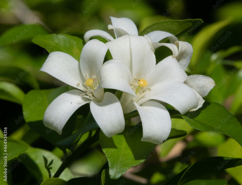Obraz premium White jasmine blooms in a garden in Thailand
