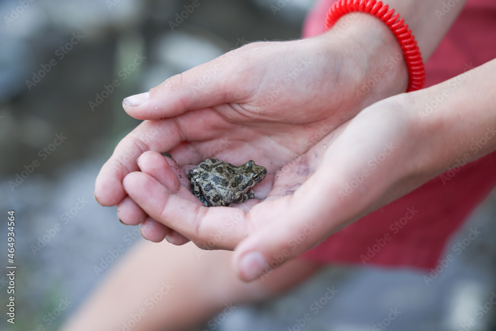 holding toad