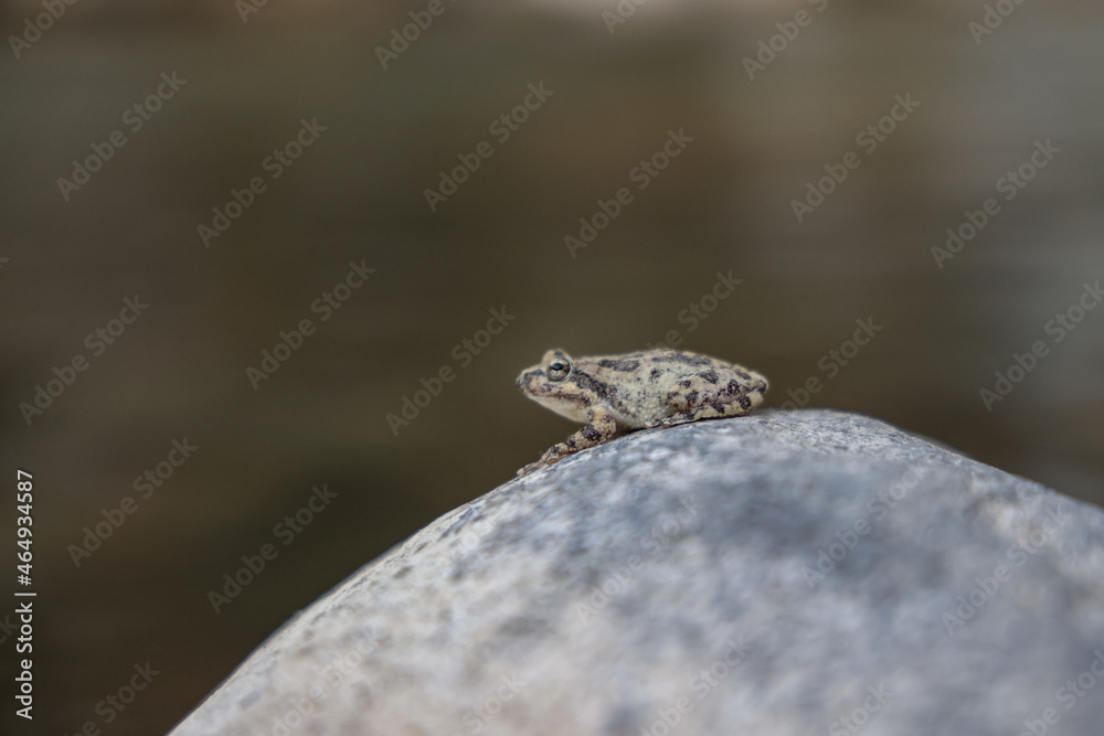 toad on rock toad on rock