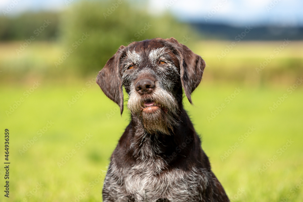Summer portrait of a cute German wire-haired pointer on the green grass. Summer portrait of a cute German wire-haired pointer on the green grass.