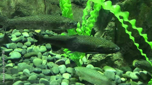 A fish resting in front of a dark rock and his friends.Different types of corals.Fish swimming among the corals. Aquarium fish in the wild.Wide corals and pretty fish resting in a pretty background. photo