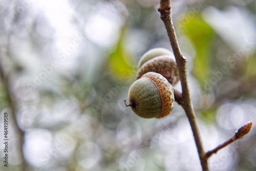 Acorn growing on a tree branch in the summer