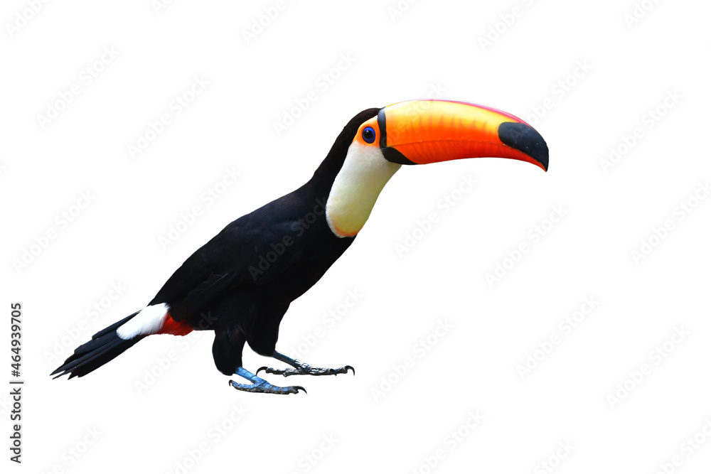 Naklejka premium Toucan Toco bird.