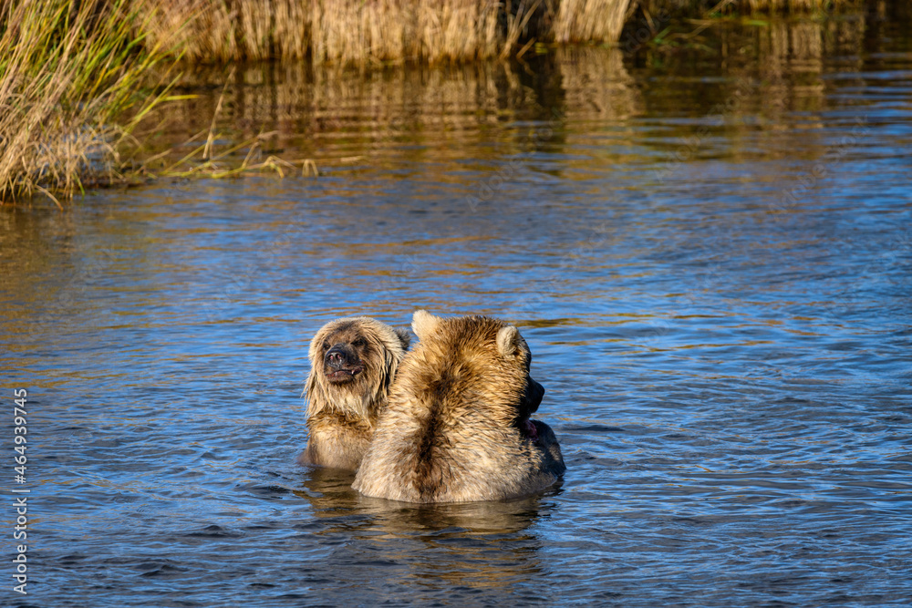 Blonde colored Alaska brown bear mother and cub, sitting in the Brooks River eating a salmon, Katmai National Park, Alaska
Blonde colored Alaska brown bear mother and cub, sitting in the Brooks River eating a salmon, Katmai National Park, Alaska