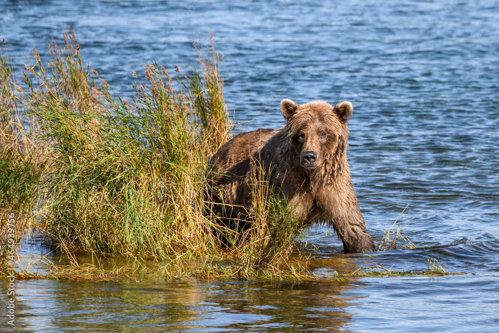 Sub-adult Alaskan brown bear walking in the Brooks River looking for salmon, Katmai National Park, Alaska
Sub-adult Alaskan brown bear walking in the Brooks River looking for salmon, Katmai National Park, Alaska