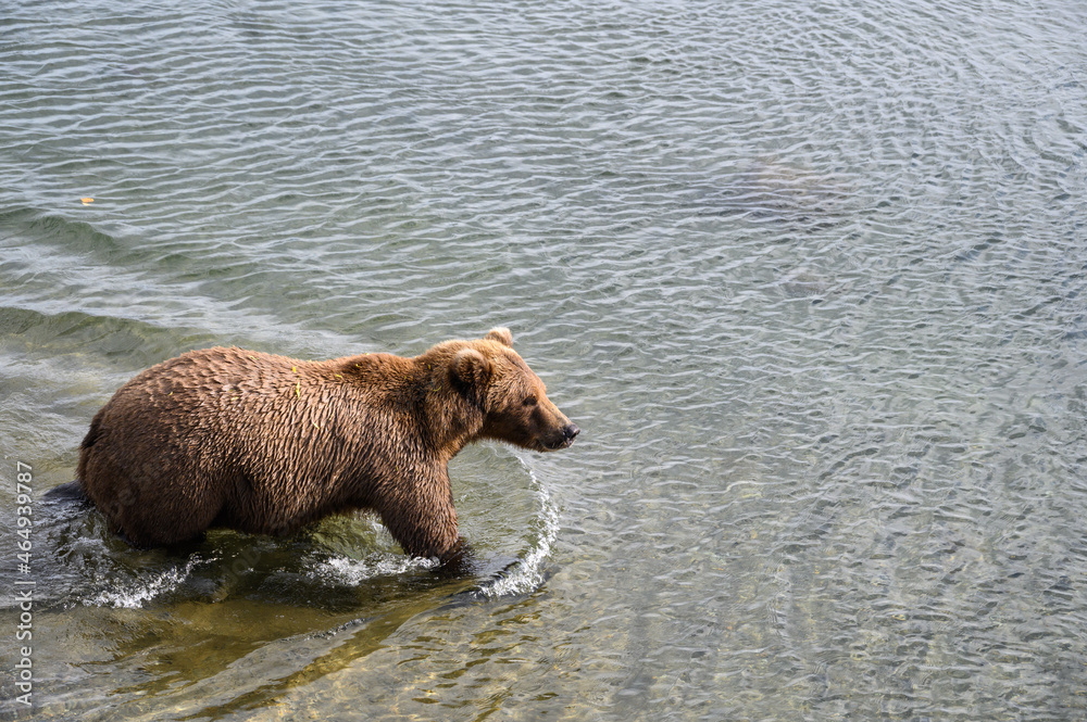 Light brown colored Alaskan brown bear with blond ears walking in the Brooks River, Katmai National Park, Alaska
Light brown colored Alaskan brown bear with blond ears walking in the Brooks River, Katmai National Park, Alaska