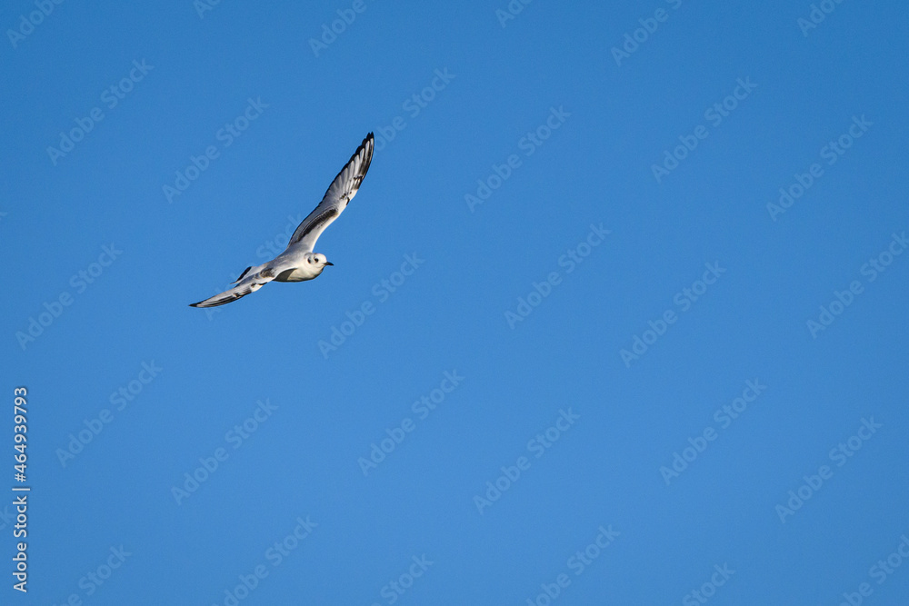 Short-Billed Gull, formerly a Mew Gull, flying in a clear blue sky, Katmai National Park, Alaska
